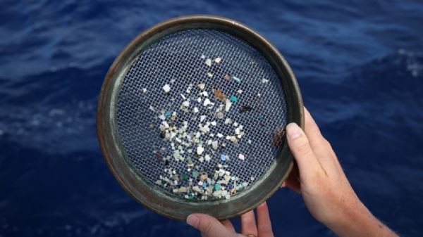 Паразиты могут перемещаться по океану на микропластике